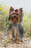 YORKSHIRE TERRIER 409